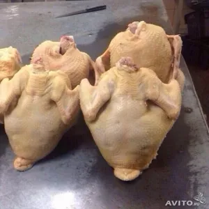 Продам домашнее мясо кур