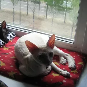 корниш рекс кот (окрас крем поинт с белым )приглашает подругу на вязку