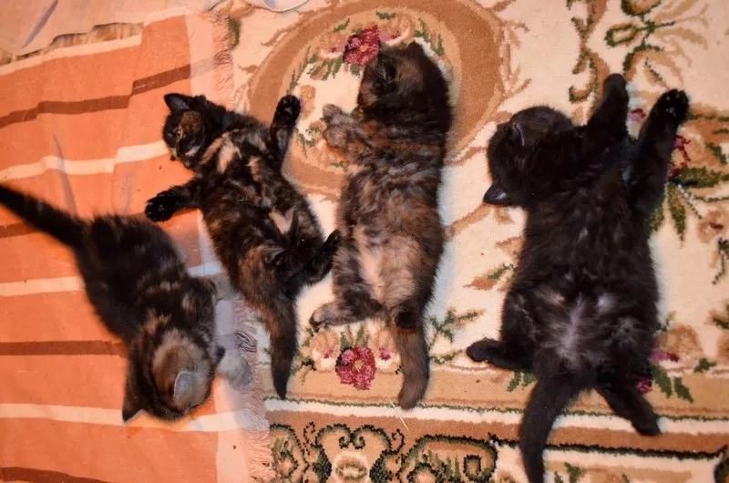 Экзотические персидские котята 15